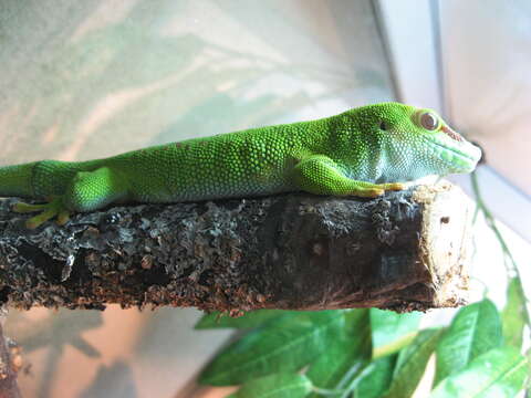 Phelsuma madagascariensis Gray 1831 resmi