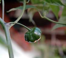 Plancia ëd Capsicum baccatum L.