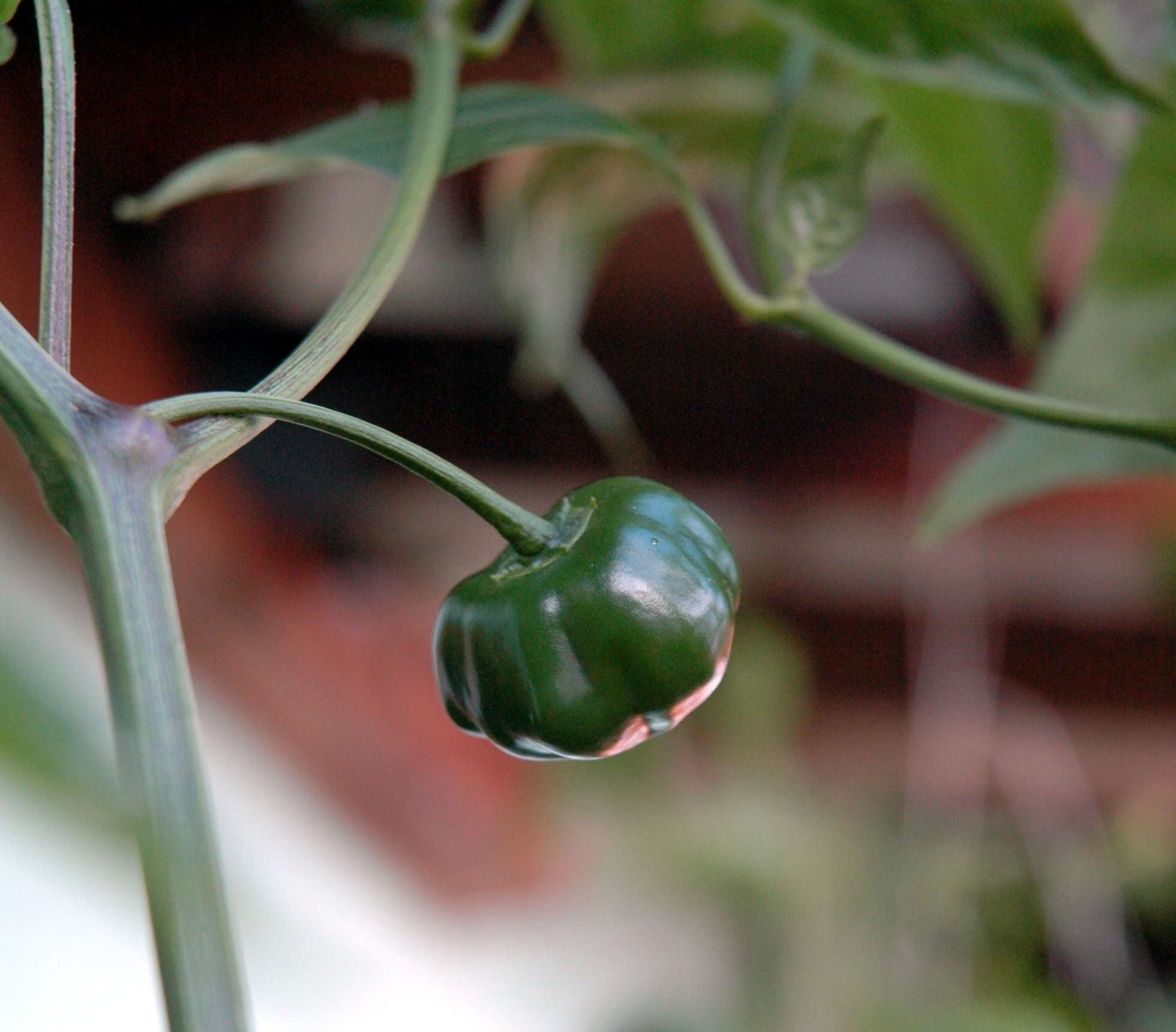 Plancia ëd Capsicum baccatum L.