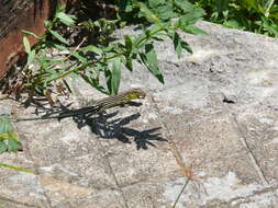 Image of Spix's Whiptail