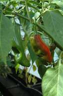 Imagem de Capsicum annuum L.