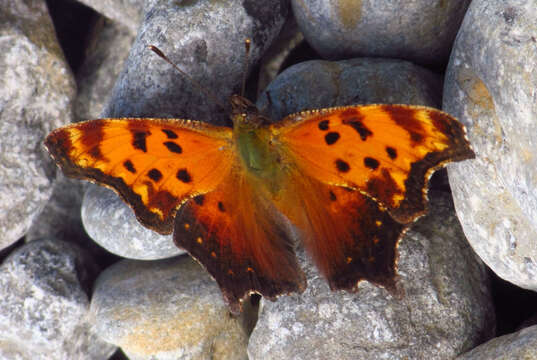 Слика од Polygonia progne Cramer 1775