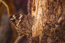 Image of Common Tree Brown