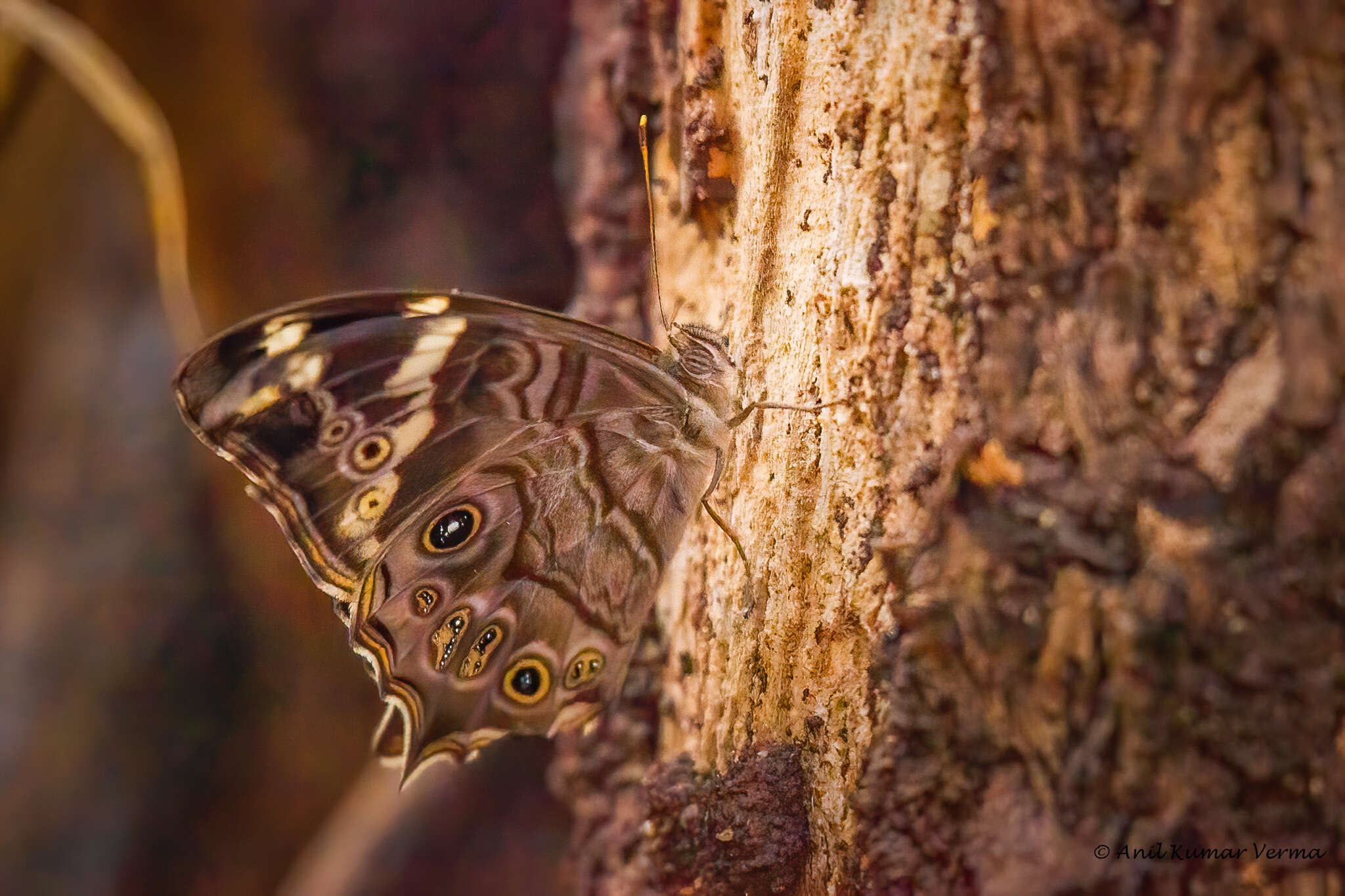 Image of Common Tree Brown