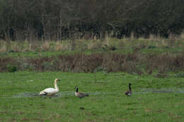 Image de Cygne siffleur