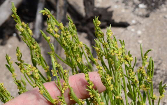 Image of Adenocline pauciflora Turcz.