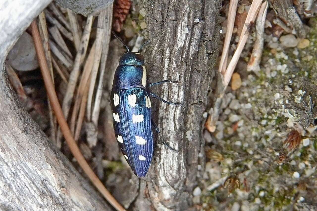 Image of eight-spotted Buprestis