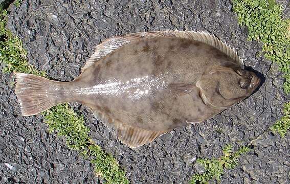 Image of Starry flounders