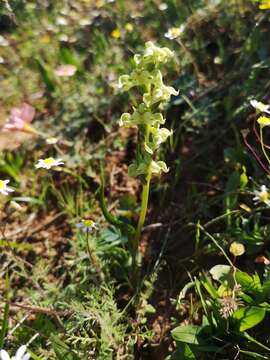 Image of Disperis circumflexa subsp. circumflexa