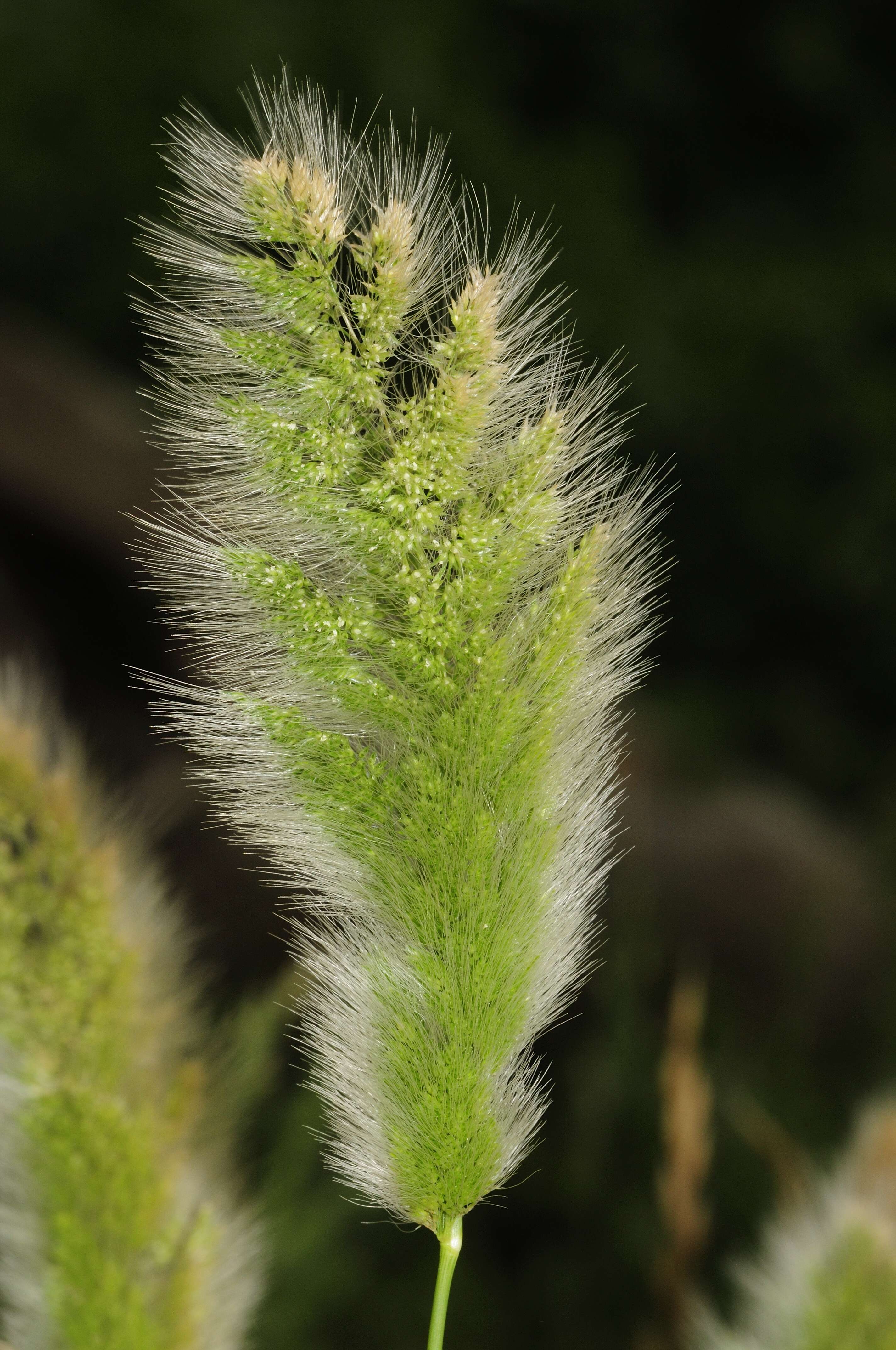 Imagem de Polypogon monspeliensis (L.) Desf.