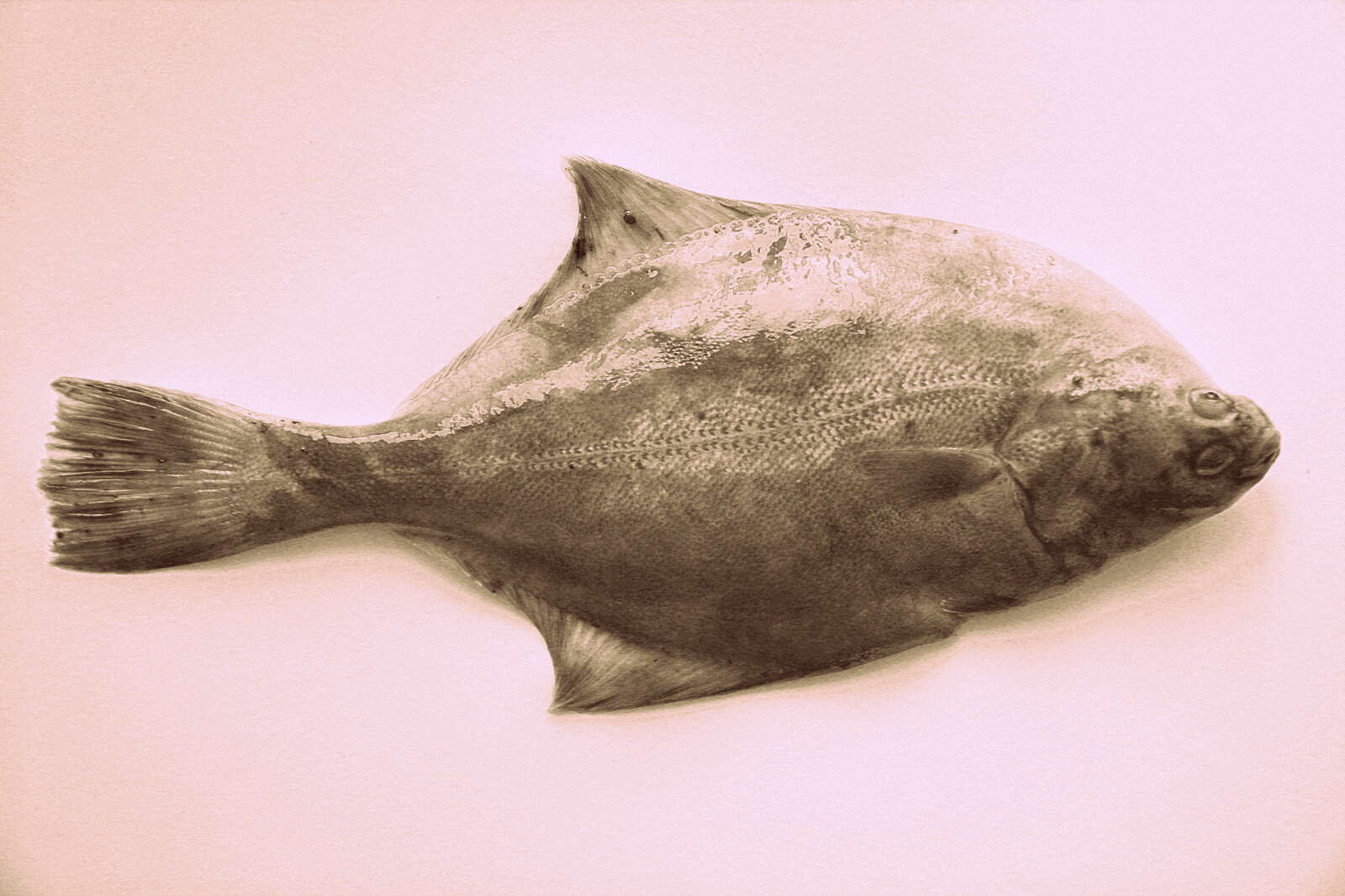 Image of Starry flounders