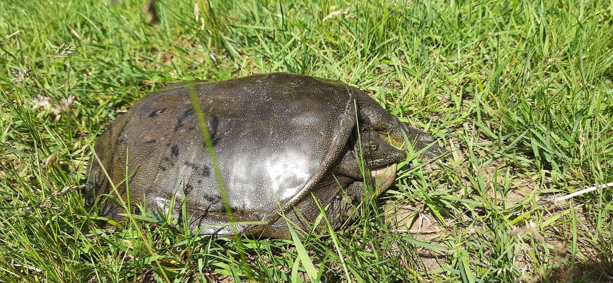 Image of Northern Chinese softshell turtle