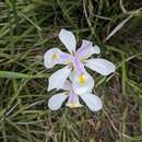 Dietes grandiflora N. E. Br. resmi