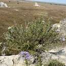 Image of Fendler's aster