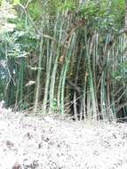 Image of common bamboo