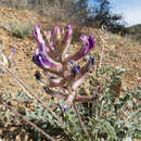 Astragalus tephrodes A. Gray的圖片