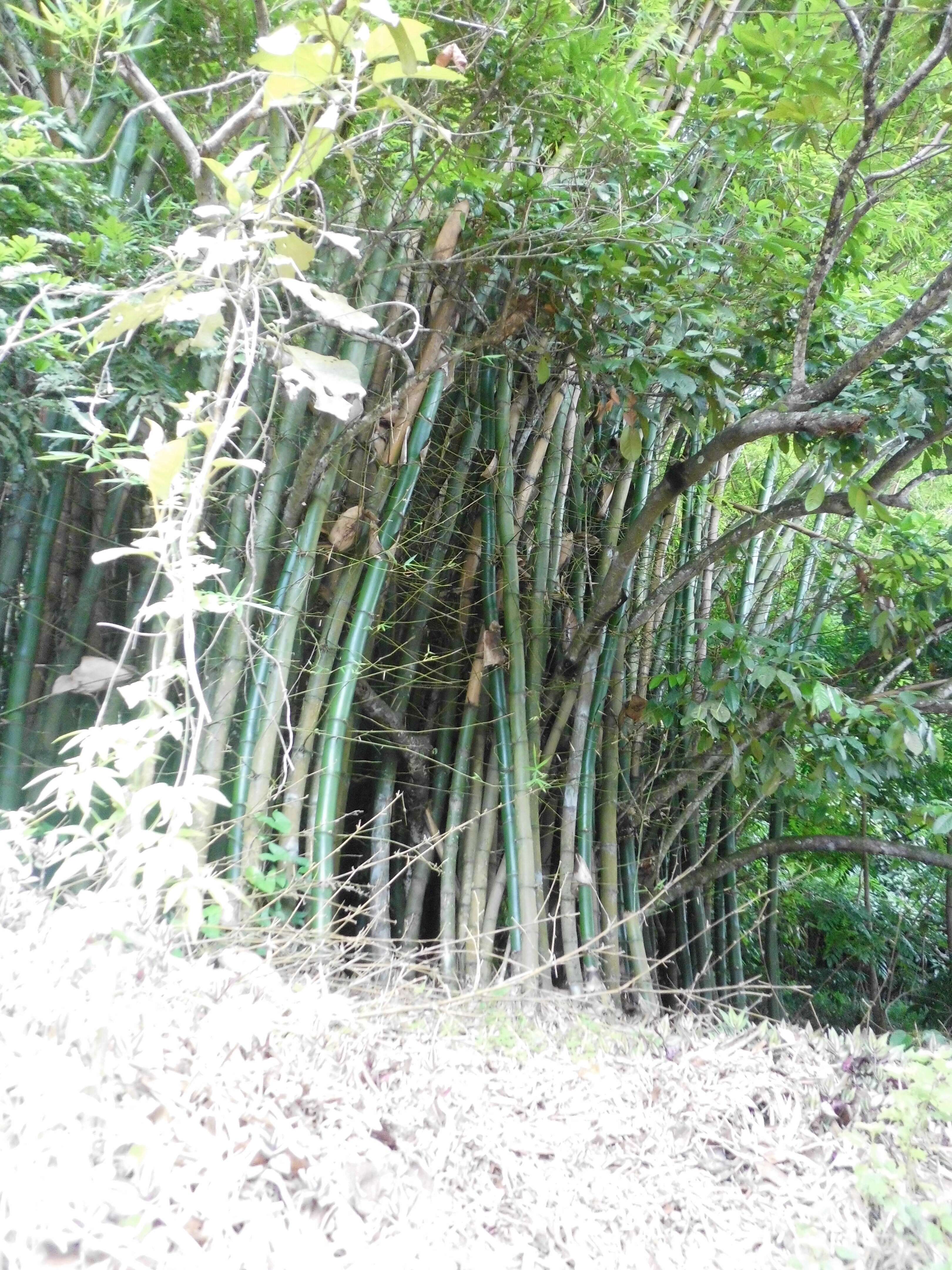 Image of common bamboo