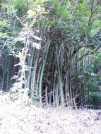 Image of common bamboo