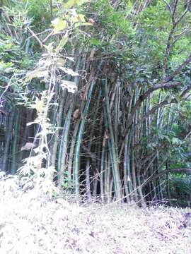 Image of common bamboo