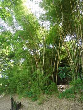 Image of common bamboo