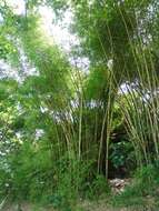 Image of common bamboo