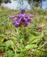 Image of large-flowered selfheal