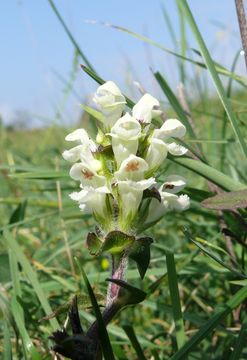 Image of cutleaf selfheal