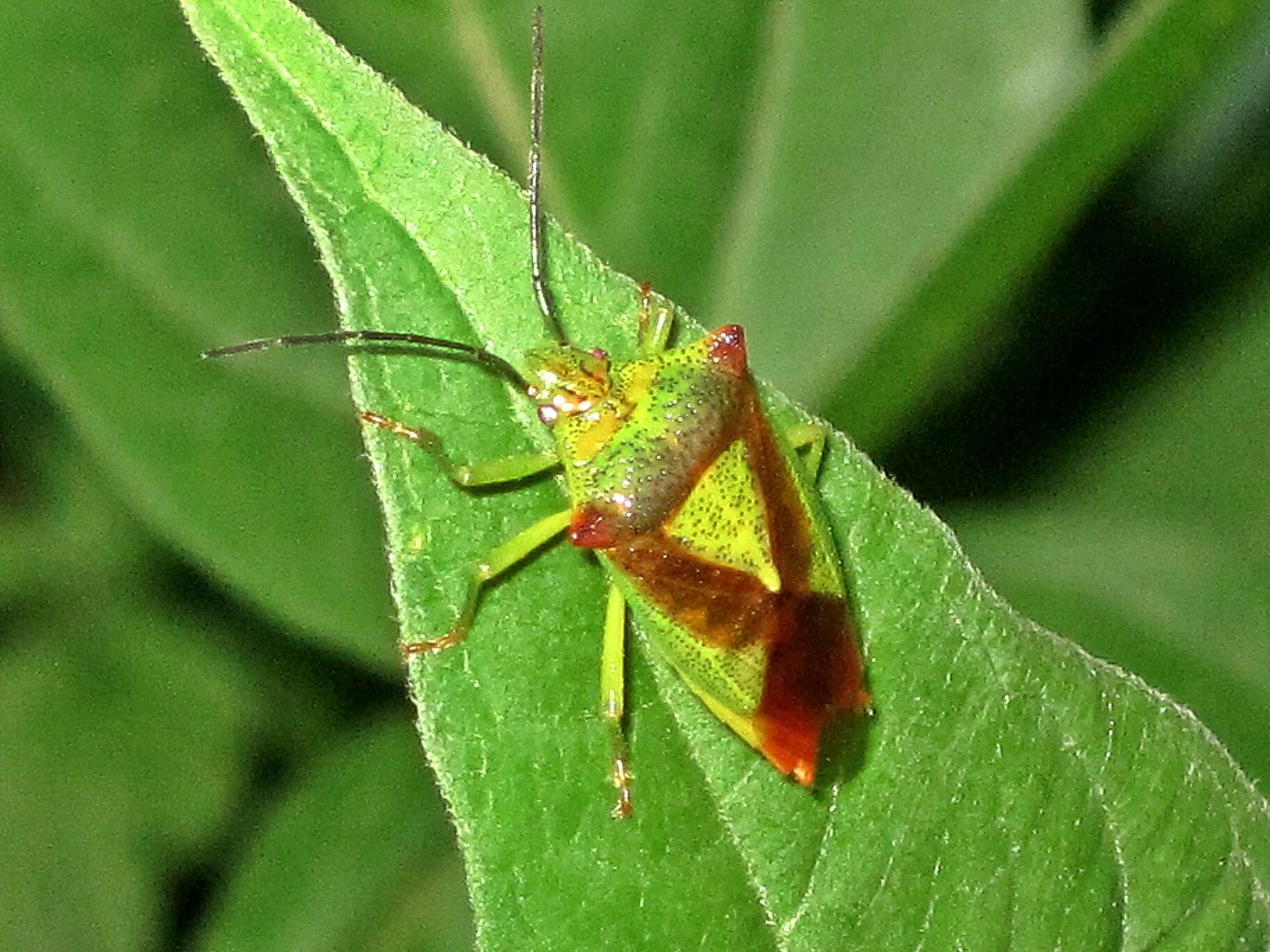 Image of Acanthosoma haemorrhoidale