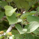 Image of Grewia tiliifolia Vahl