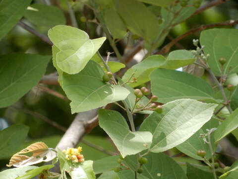 Imagem de Grewia tiliifolia Vahl