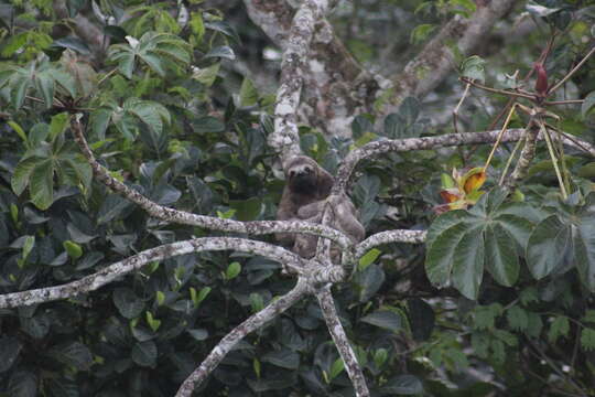 Bradypus variegatus variegatus Schinz 1825 resmi