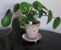 Image de Pilea peperomioides Diels