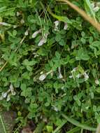 Image of mountain carpet clover