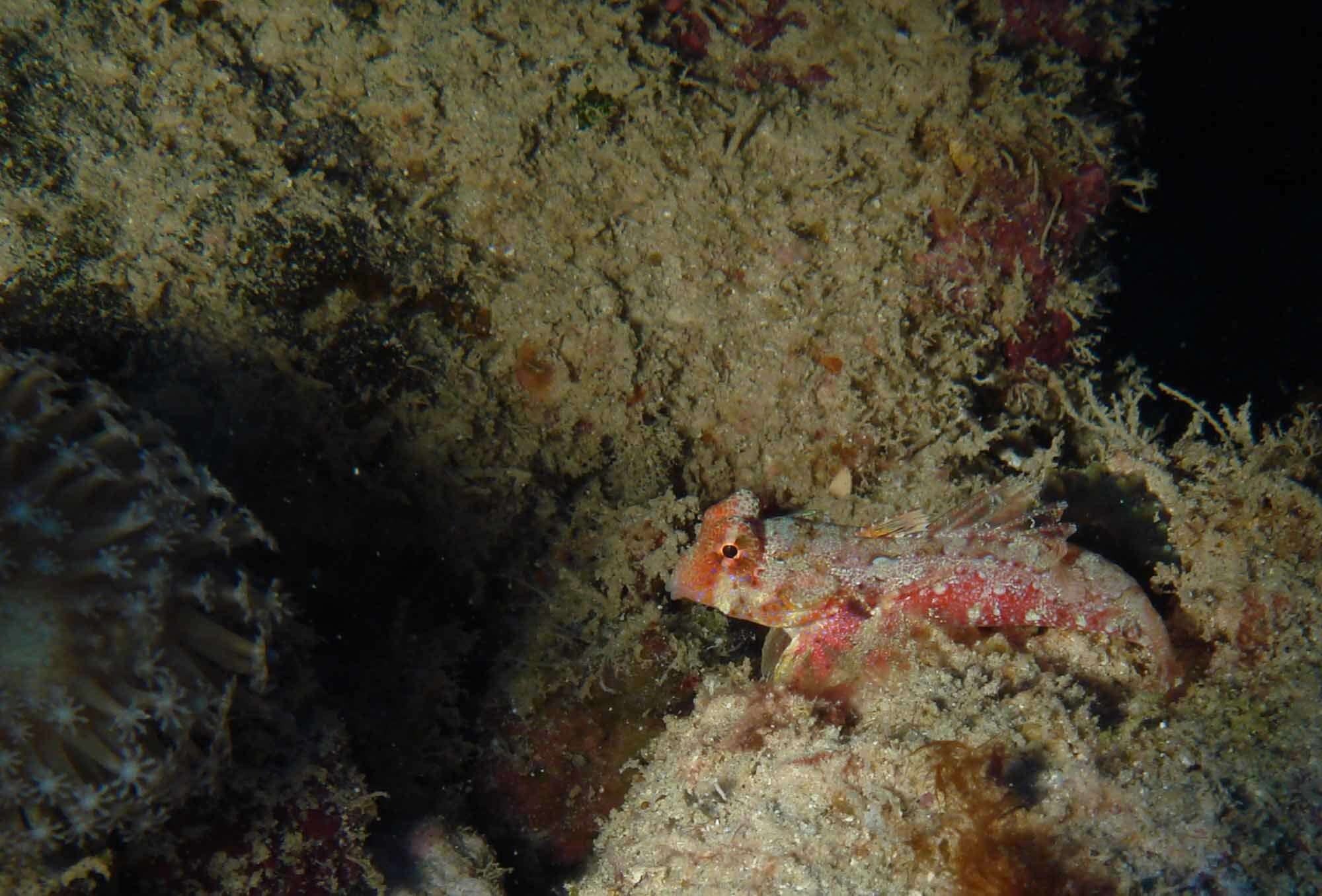 Image of Morrison's dragonet