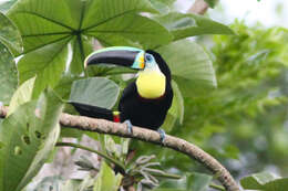 Image of Citron-throated Toucan