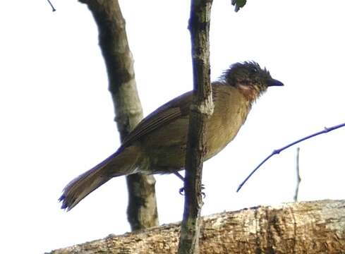 Image of Little Greenbul