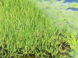 Image de Salicornia tegetaria (S. Steffen, Mucina & G. Kadereit) Piirainen & G. Kadereit