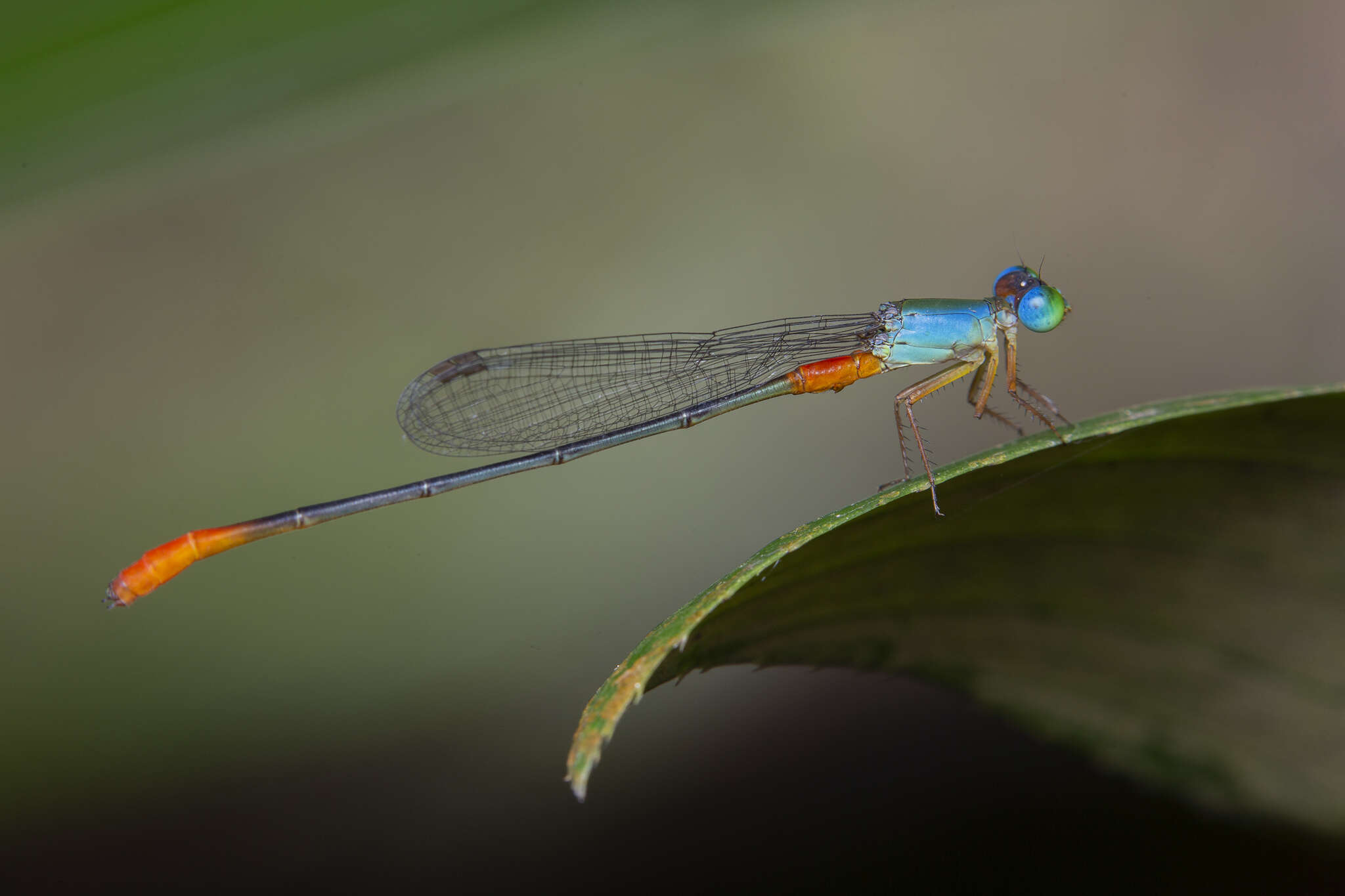 Imagem de Ceriagrion cerinorubellum (Brauer 1865)