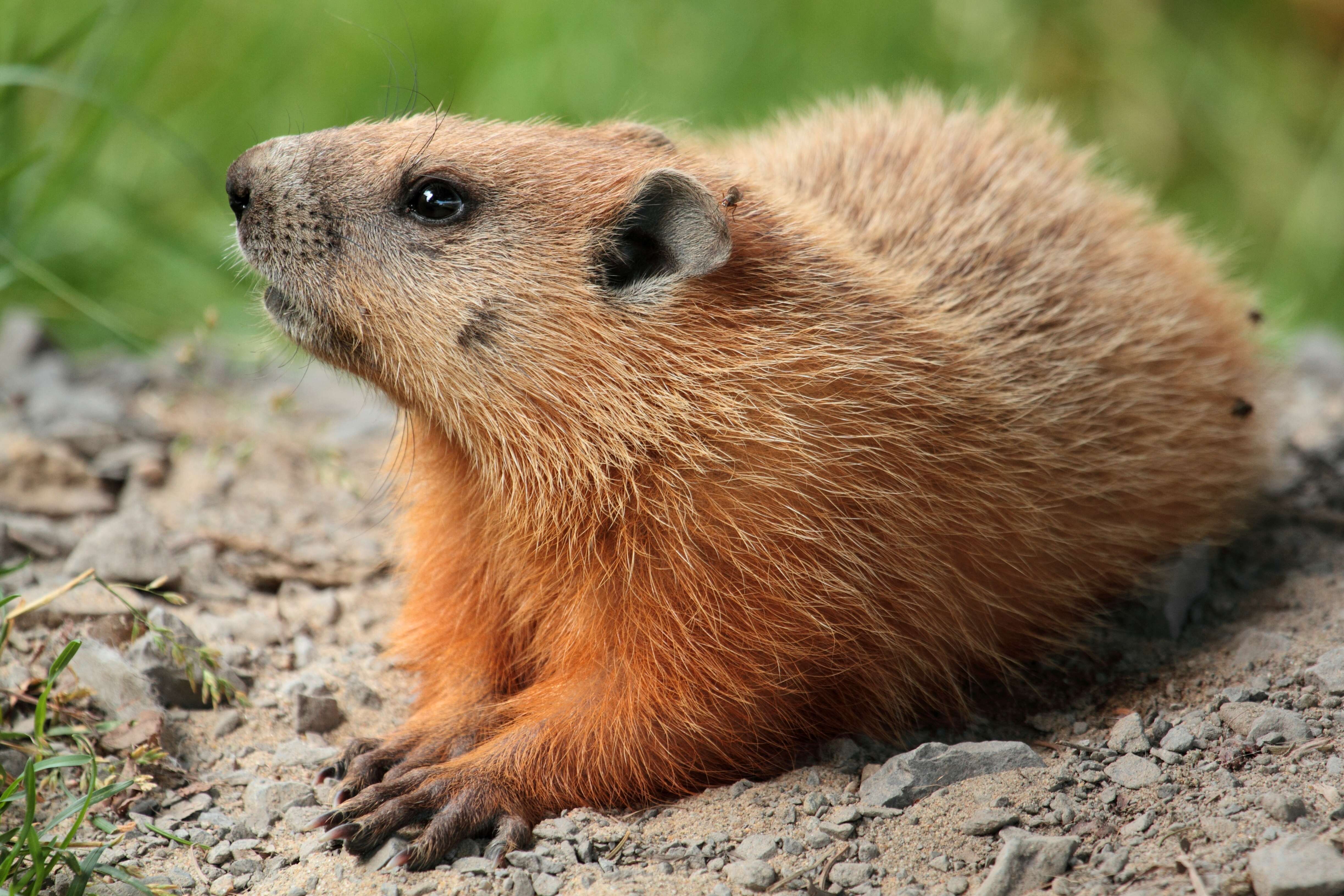 Image of Marmota subgen. Marmota Blumenbach 1779