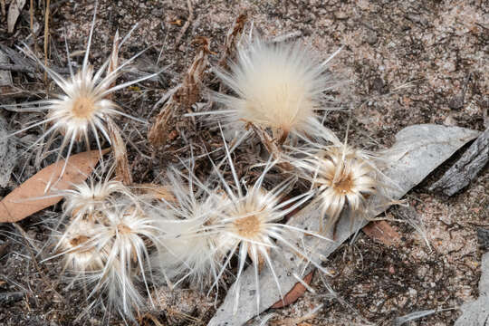 Image of Podotheca angustifolia (Labill.) Less.