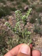 Plancia ëd Cryptantha crassisepala var. crassisepala