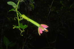 صورة <i>Passiflora mixta</i> var. <i>eriantha</i>