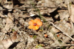 Image of Drosera platystigma Lehm.