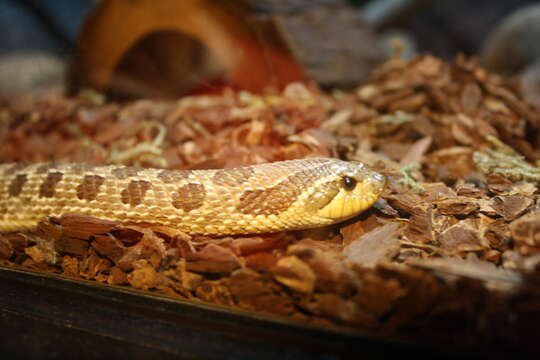 Imagem de Heterodon nasicus Baird & Girard 1852