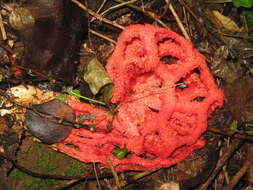 Image of Clathrus ruber P. Micheli ex Pers. 1801