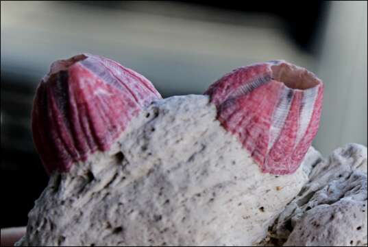 Image of titan acorn barnacle