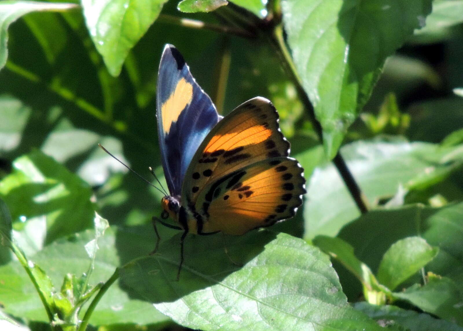 Image of Euphaedra lutescens