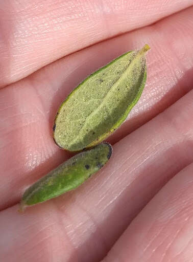 Image of Texas persimmon