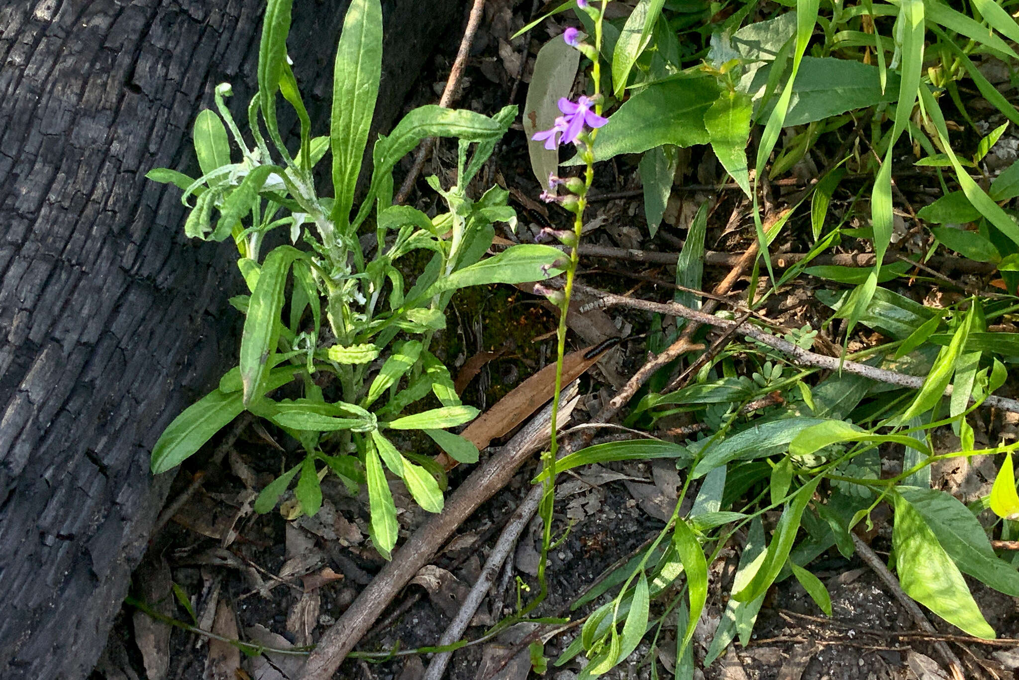 Image of Lobelia dentata Cav.