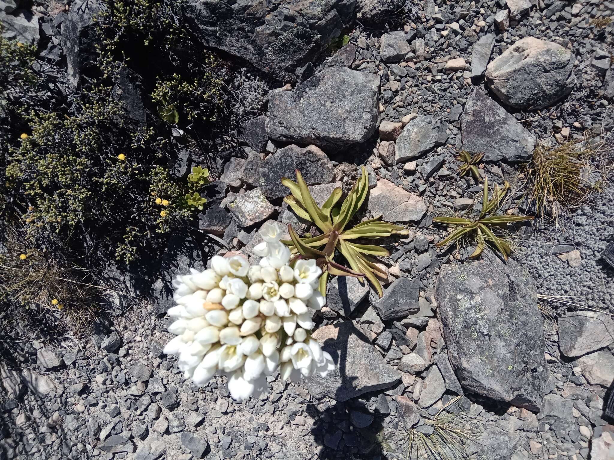 Image of Gentianella corymbifera subsp. corymbifera